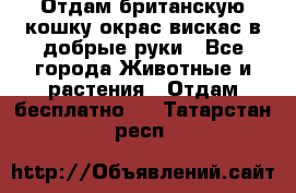 Отдам британскую кошку окрас вискас в добрые руки - Все города Животные и растения » Отдам бесплатно   . Татарстан респ.